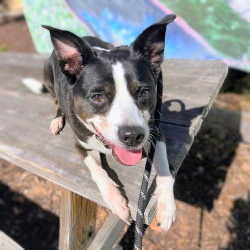 Photo of Barbie, adoptable senior Unknown breed in Oakland, California