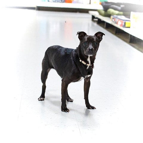 Photo of Delilah, adoptable senior Chihuahua in Utica, Michigan