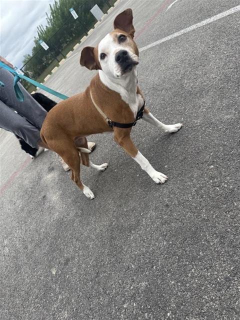 Photo of Joy, adoptable senior Labrador Retriever in San Antonio, Texas