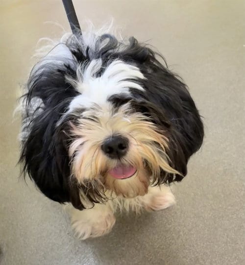 Photo of Murphy, adoptable senior Shih Tzu in Forestville, Maryland