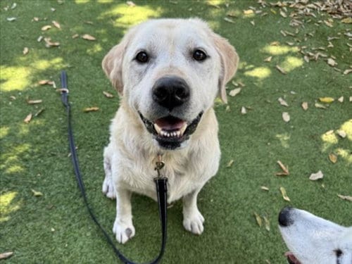 Photo of Scar, adoptable senior Labrador Retriever in Van Nuys, California