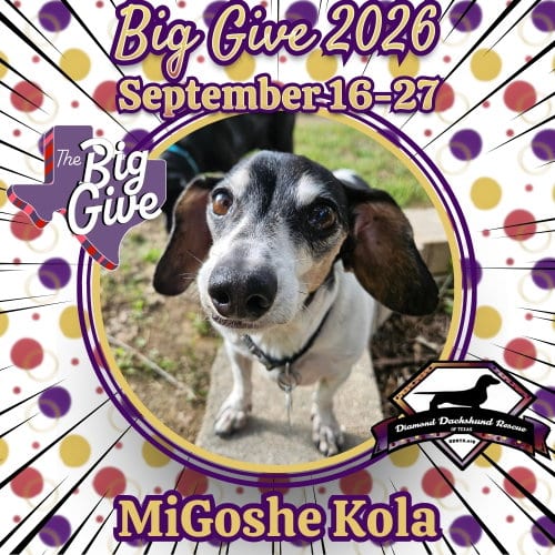 Photo of MiGoshe Kola, adoptable senior Dachshund in San Antonio, Texas