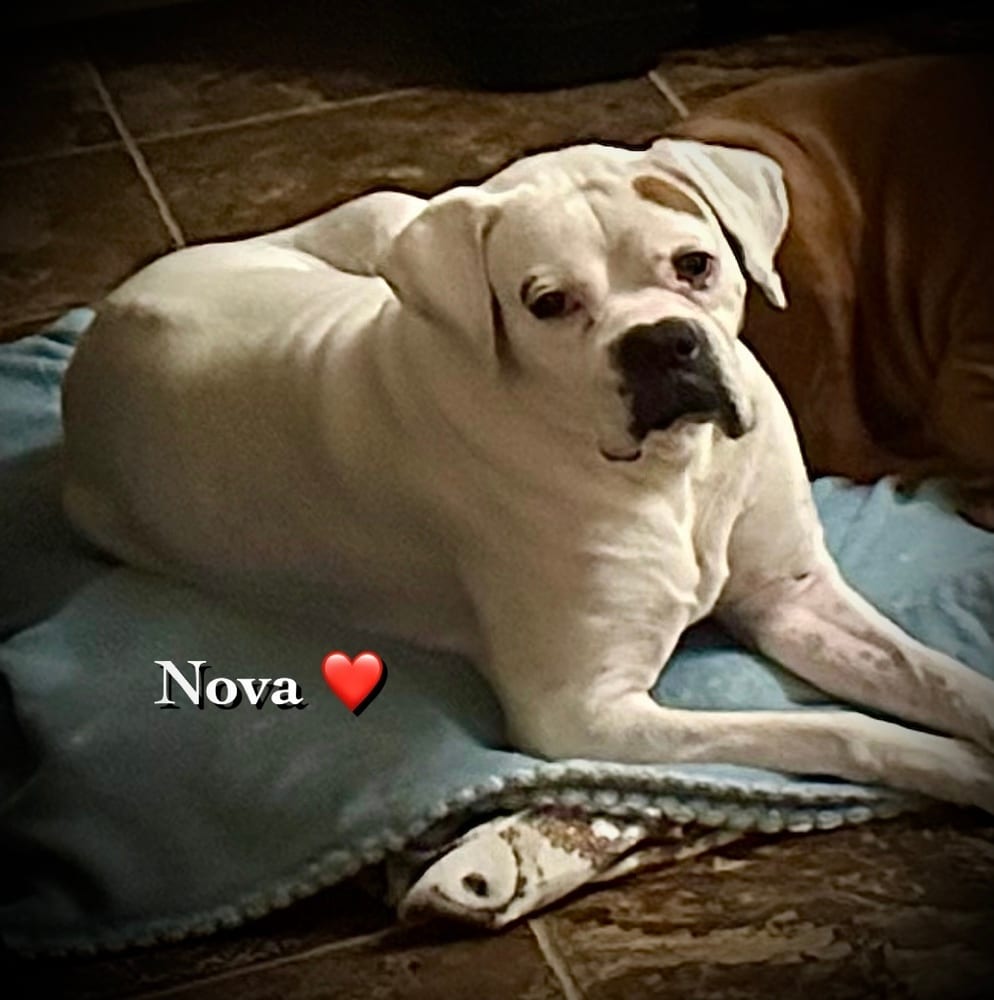 Photo of Nova II - Silver Heart, adoptable senior Boxer in Austin, Texas