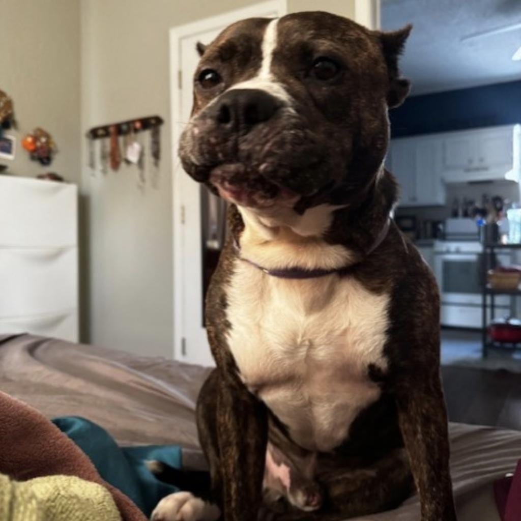 Photo of Klause, adoptable senior Mixed Breed (Medium) in St. Louis, Missouri