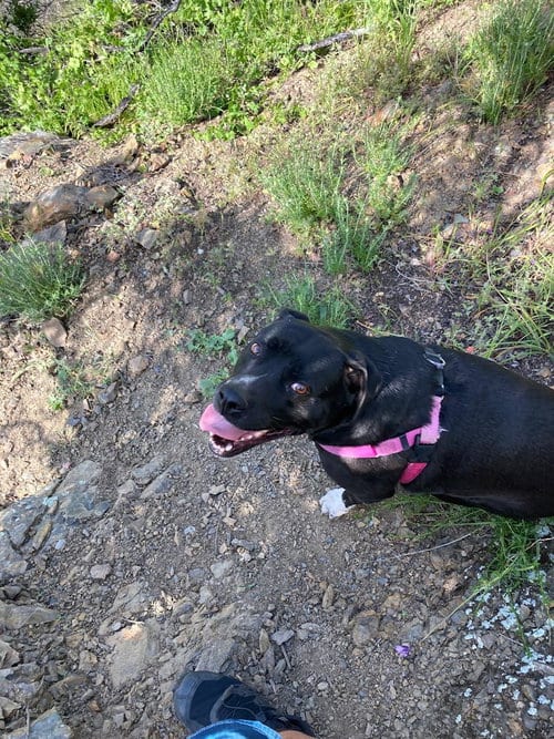 Photo of Daisy Girl, adoptable senior Labrador Retriever in Dana Point, California