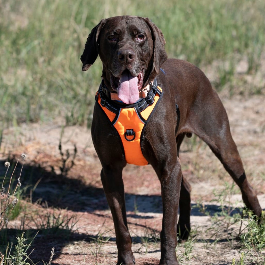 Photo of Dominic (S26-03), adoptable senior Pointer, German Shorthaired in Colorado Springs, Colorado
