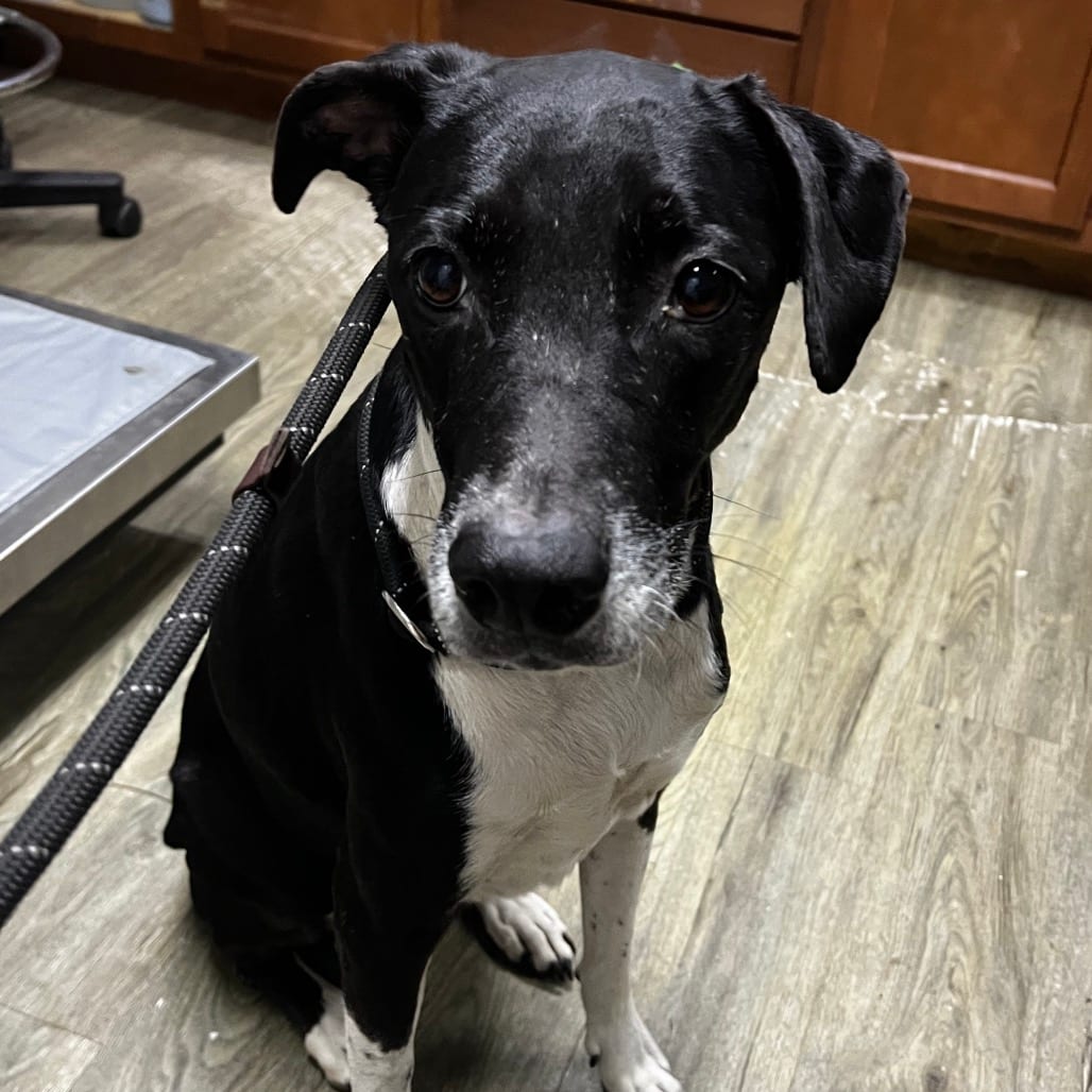 Photo of Bird @ Foster, adoptable senior Mixed Breed (Medium) in Summerville, South Carolina