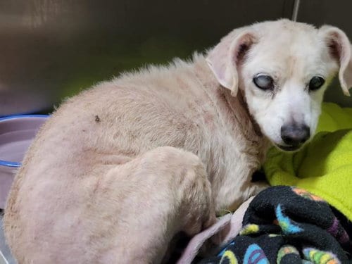 Photo of Coco, adoptable senior Maltese in San Pedro, California