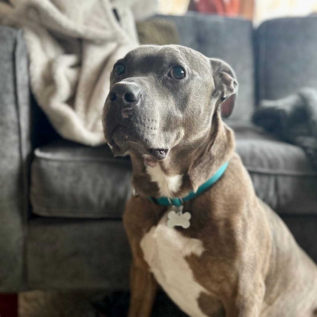 Photo of Jerry, adoptable senior Mixed Breed (Large) in Skokie, Illinois
