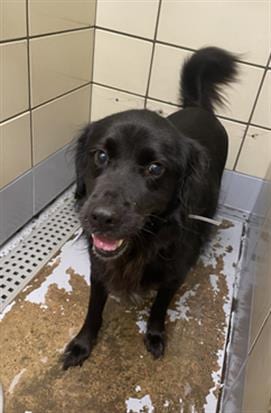 Photo of Hunter, adoptable senior Border Collie in Houston, Texas