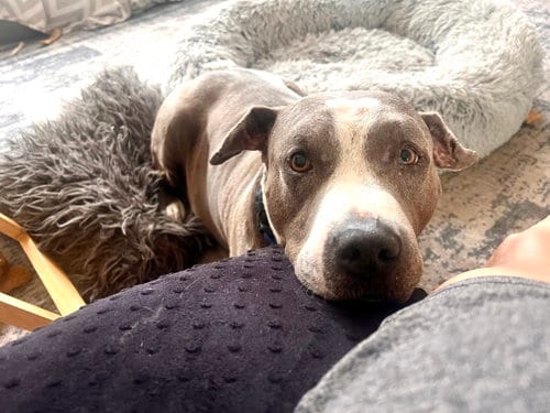 Photo of Taz, adoptable senior Staffordshire Bull Terrier in Marathon, Florida