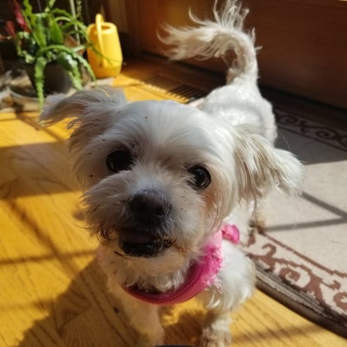 Photo of Jazzi, adoptable senior Maltese in Wheaton, Illinois