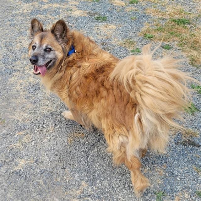 Photo of Blaze, adoptable senior German Shepherd Dog mix in Kent, Washington