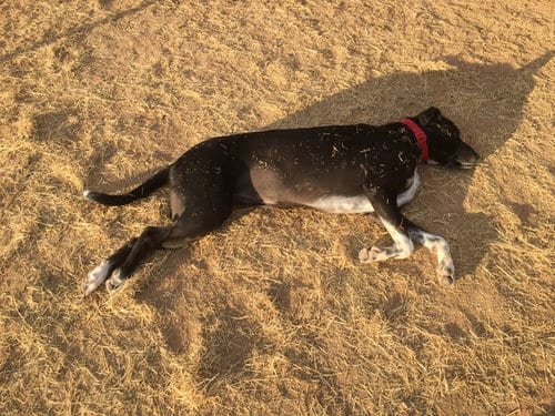 Photo of Bailey #17, adoptable senior Black Labrador Retriever in Chandler, Arizona