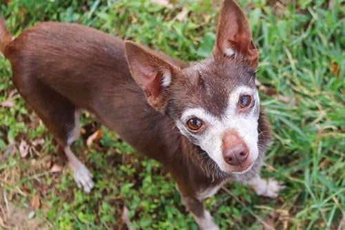 Photo of Kilo, adoptable senior Chihuahua in St Peters, Missouri