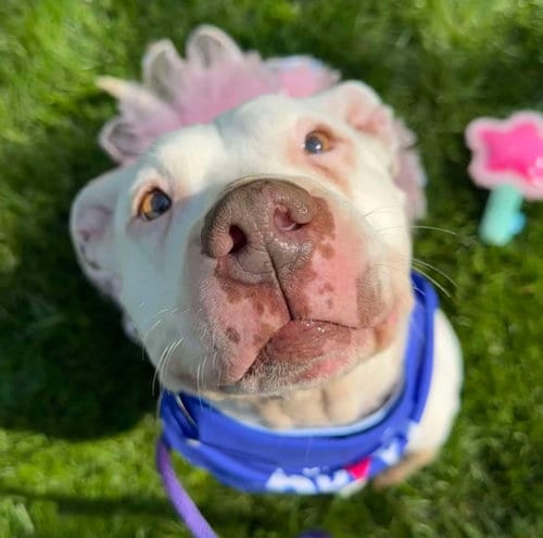 Photo of Mila May, adoptable senior American Pit Bull Terrier in Germantown, Ohio