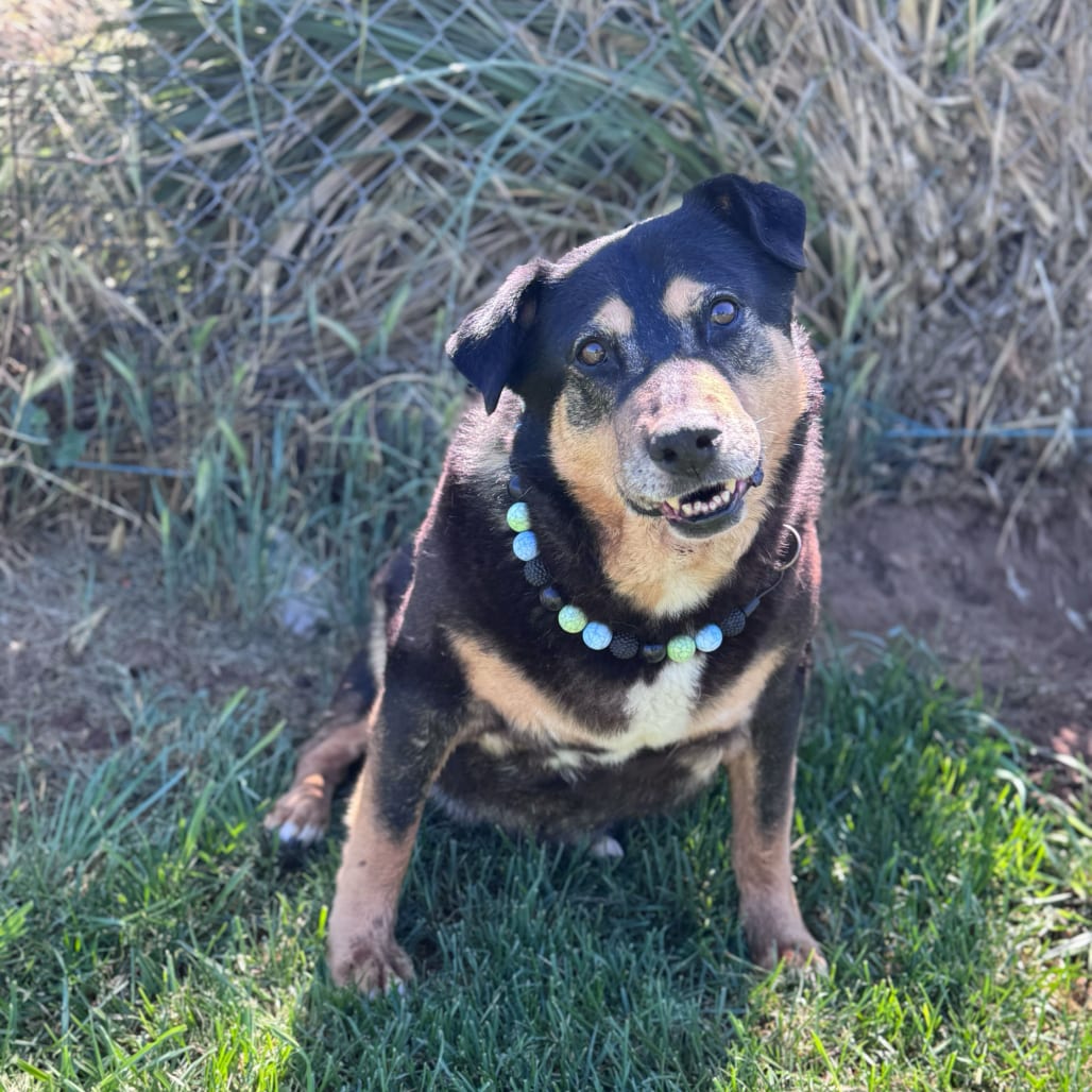 Photo of Ramona, adoptable senior Rottweiler / Shepherd in California, California
