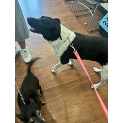 Photo of Pinky, adoptable senior Labrador Retriever in Baton Rouge, Louisiana