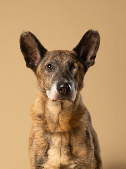 Photo of Laverne, adoptable senior dog in Atlanta, Georgia