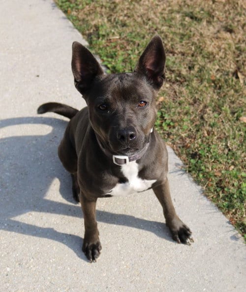 Miriam (reduced rover), adoptable senior Terrier in New Orleans, LA