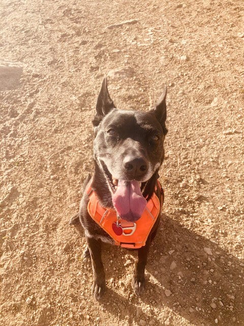 Photo of Kylie, adoptable senior Australian Cattle Dog/Blue Heeler in Fort Collins, Colorado