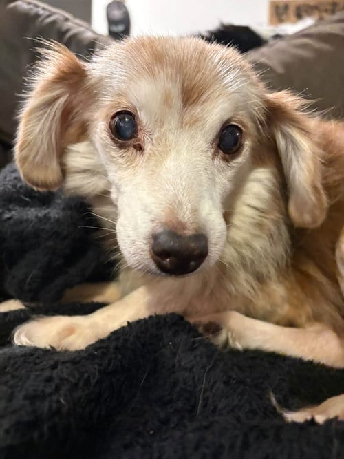 Photo of Debbie, adoptable senior Unknown breed in Mcclellanville, South Carolina