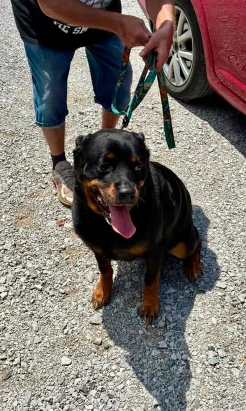 Photo of Gypsy, adoptable senior Rottweiler in Sparta, Tennessee