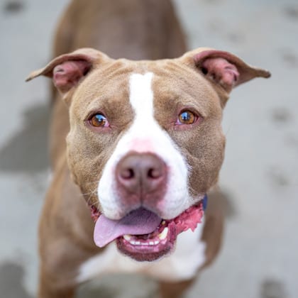 Photo of Polqui, adoptable senior dog in Chamblee, Georgia