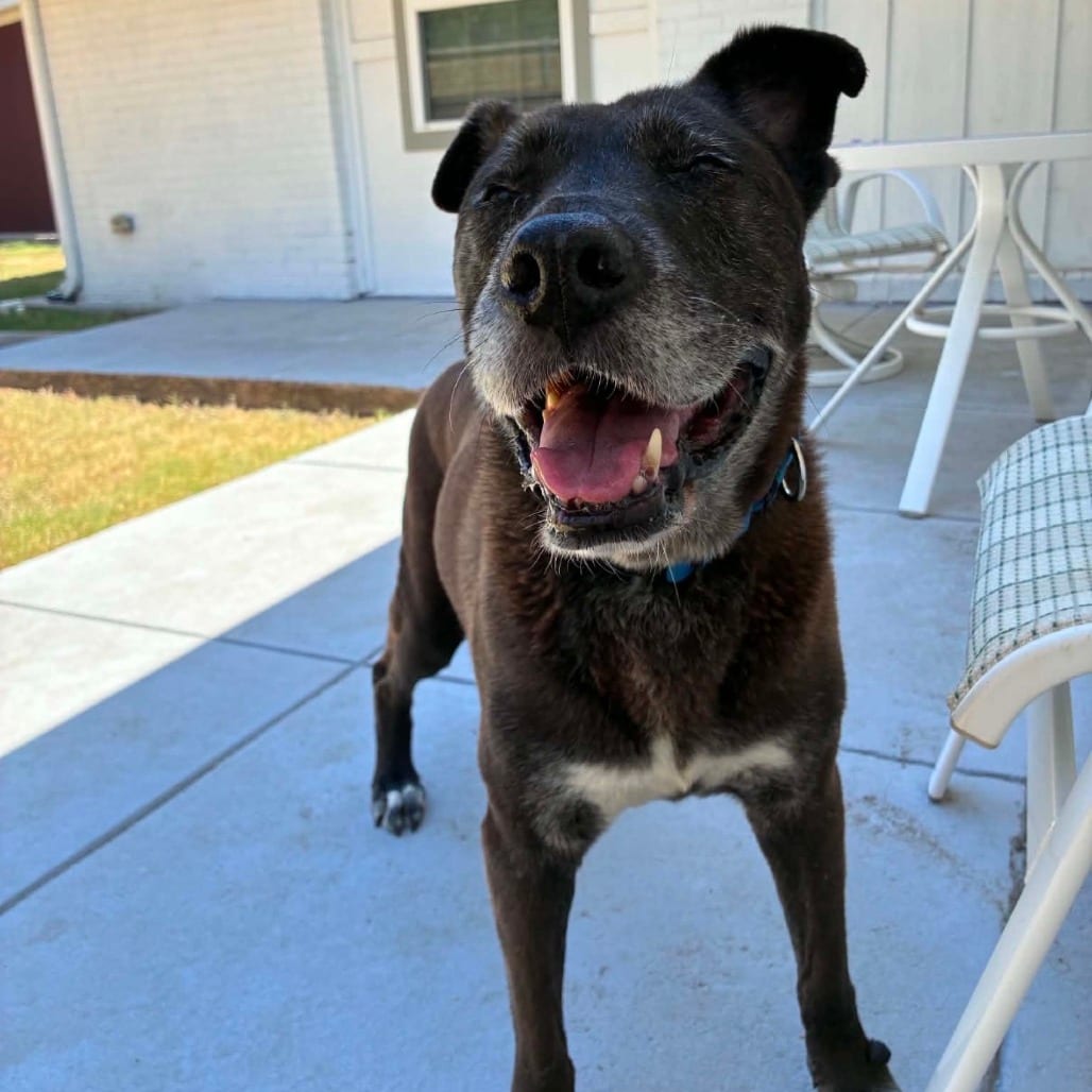 Photo of Janet, adoptable senior Retriever, Black Labrador / Mixed Breed (Medium) in Dallas, Texas