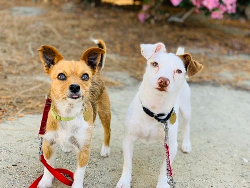 Photo of Kirby and Wayne, adoptable senior Terrier in Seal Beach, California