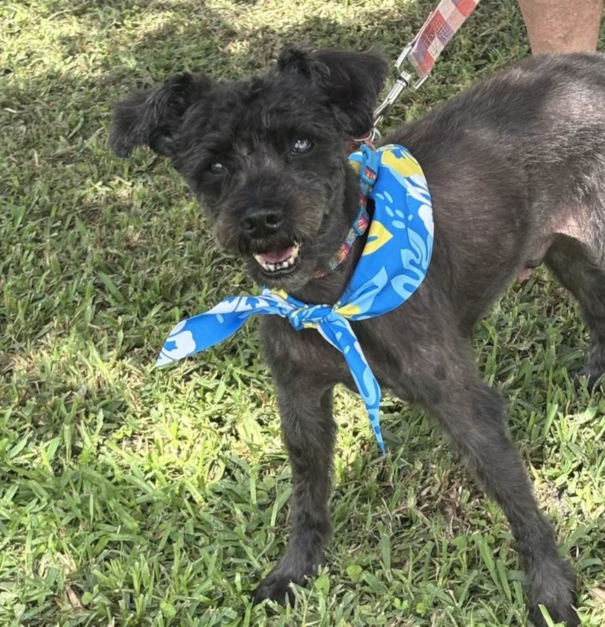 Photo of Mickey, adoptable senior Schnauzer (Miniature) in Melbourne Beach, Florida