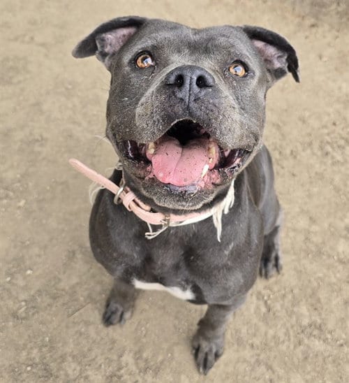 Photo of Hup Pup, adoptable senior Pit Bull Terrier in Riverside, California
