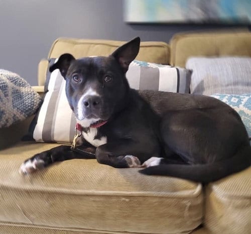 Photo of Savannah, adoptable senior Pit Bull Terrier in New York, New York