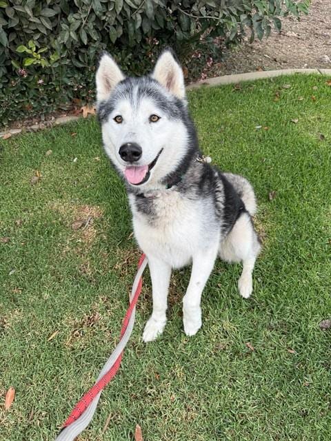 Photo of Felix, adoptable senior Siberian Husky in Santa Barbara, California