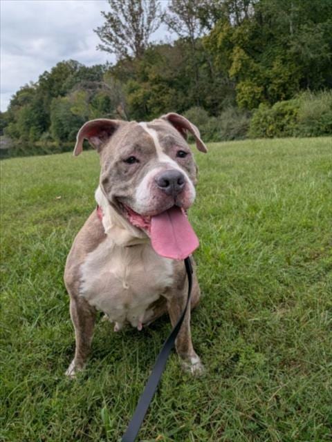 Photo of Nina, adoptable senior American Pit Bull Terrier in Derwood, Maryland