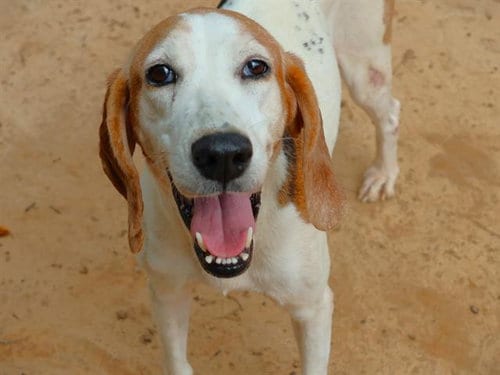 Photo of Muriel, adoptable senior Treeing Walker Coonhound in Tallahassee, Florida