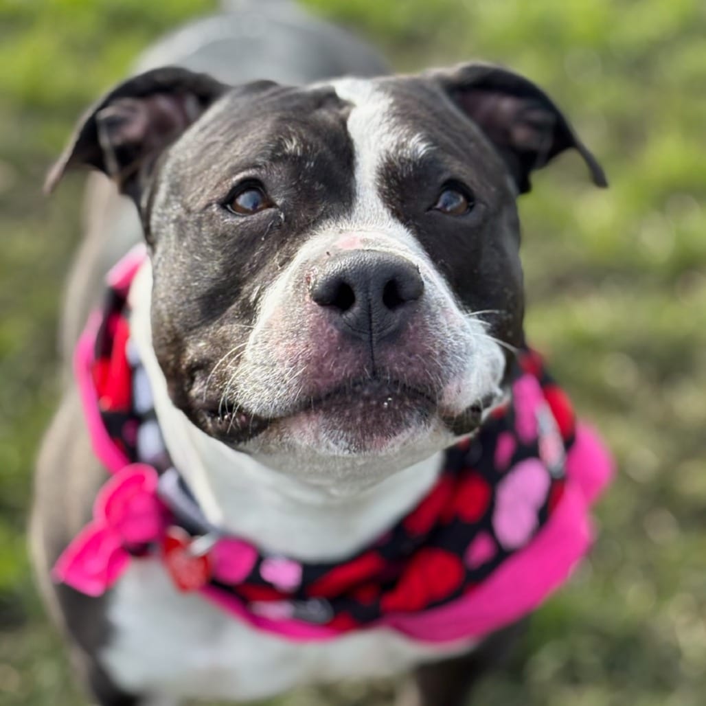 Photo of Jinx, adoptable senior Mixed Breed (Large) in Medford, Oregon