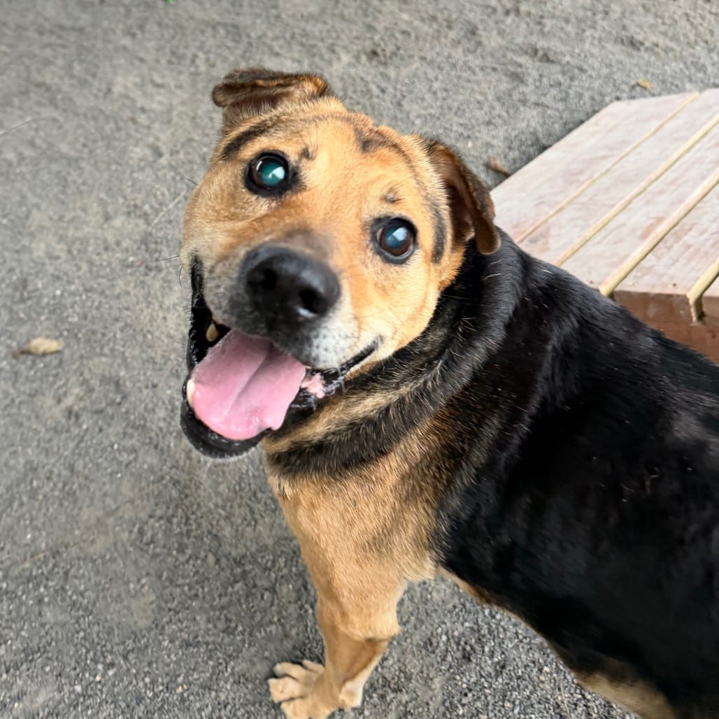 Photo of Arthur, adoptable senior Beagle / Shepherd in Staunton, Virginia