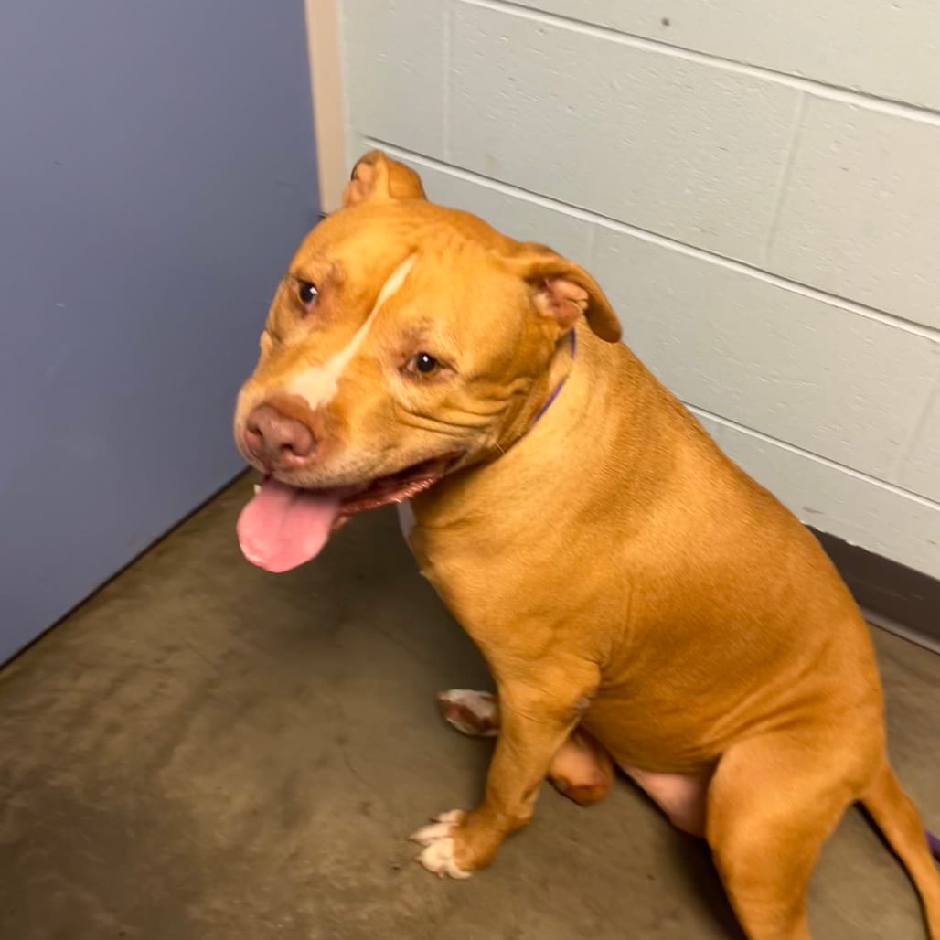 Photo of Taz, adoptable senior Mixed Breed (Large) in DeKalb, Illinois