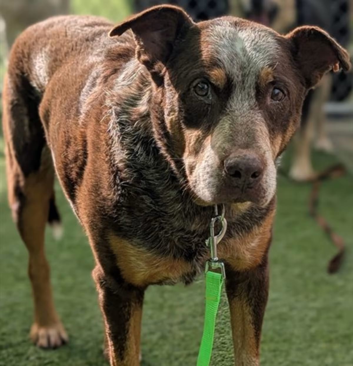 Photo of Squeaker, adoptable senior Australian Cattle Dog in Tucson, Arizona