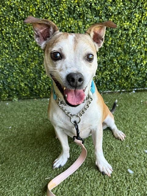 Photo of Jodie, adoptable senior Jack Russell Terrier (Parson Russell Terrier) in Naples, Florida
