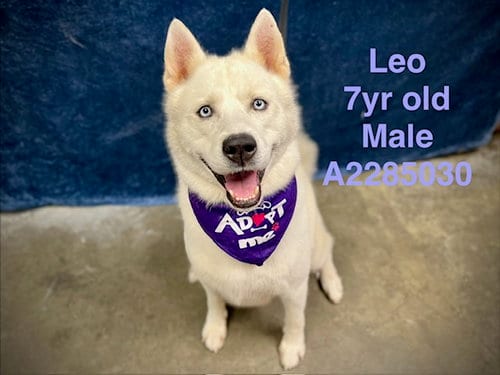 Photo of Leo, adoptable senior Siberian Husky in Chatsworth, California