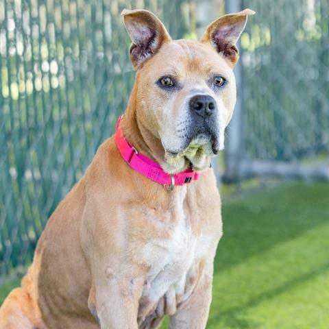 Photo of Peddy, adoptable senior Pit Bull Terrier in Camarillo, California