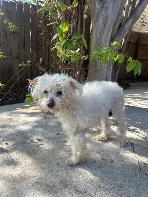 Photo of Winnie, adoptable senior Poodle (Miniature) in Pipe Creek, Texas
