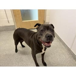 Photo of Flower, adoptable senior American Pit Bull Terrier in Loveland, Colorado