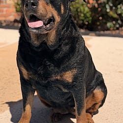 Photo of Doris, adoptable senior Rottweiler in Jesup, Georgia
