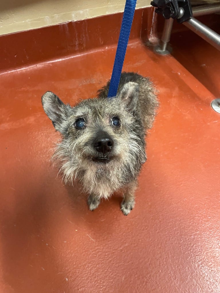 Photo of Samson, adoptable senior Mixed Breed in Douglasville, Georgia