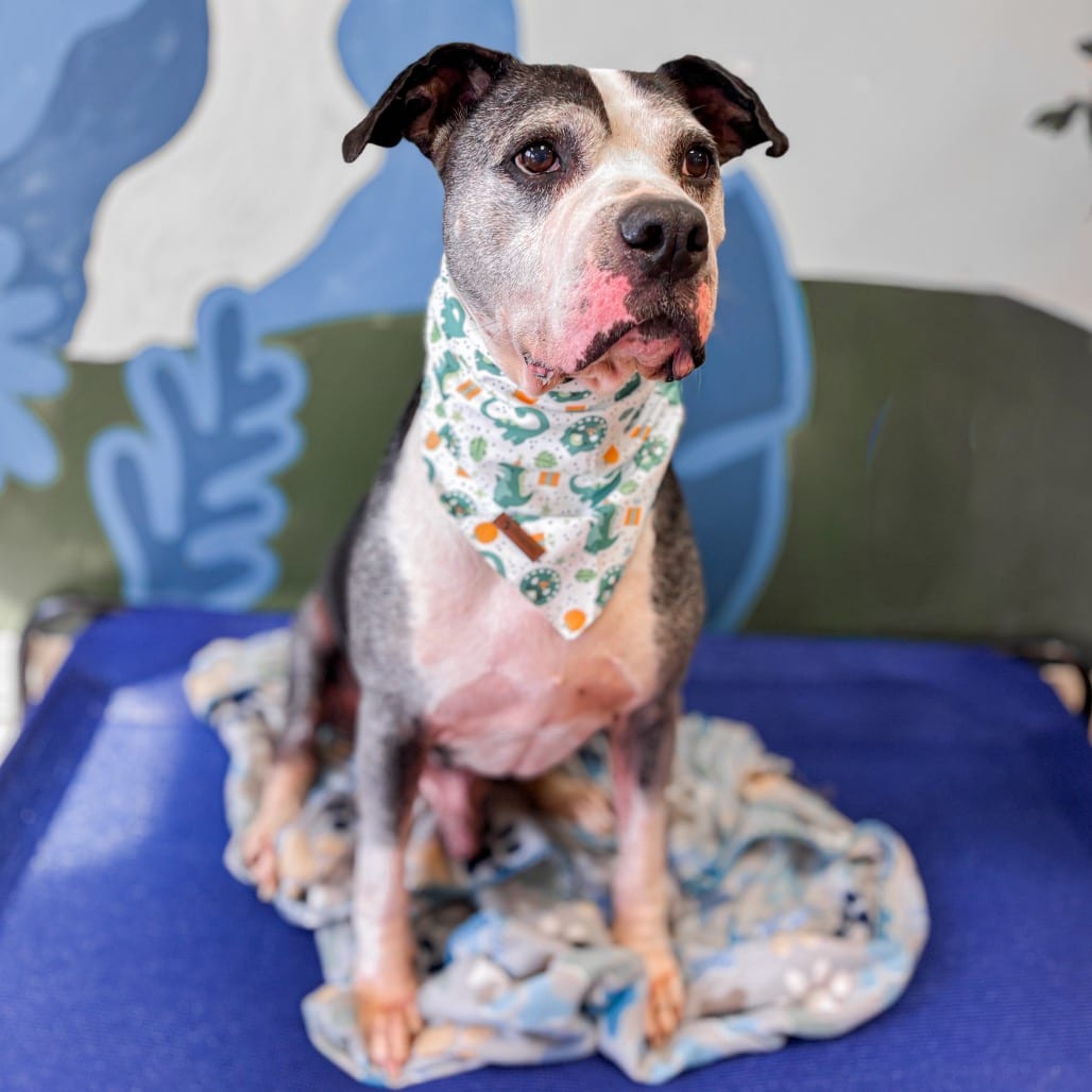Photo of Puffin, adoptable senior Mixed Breed (Medium) in Ohio, Ohio