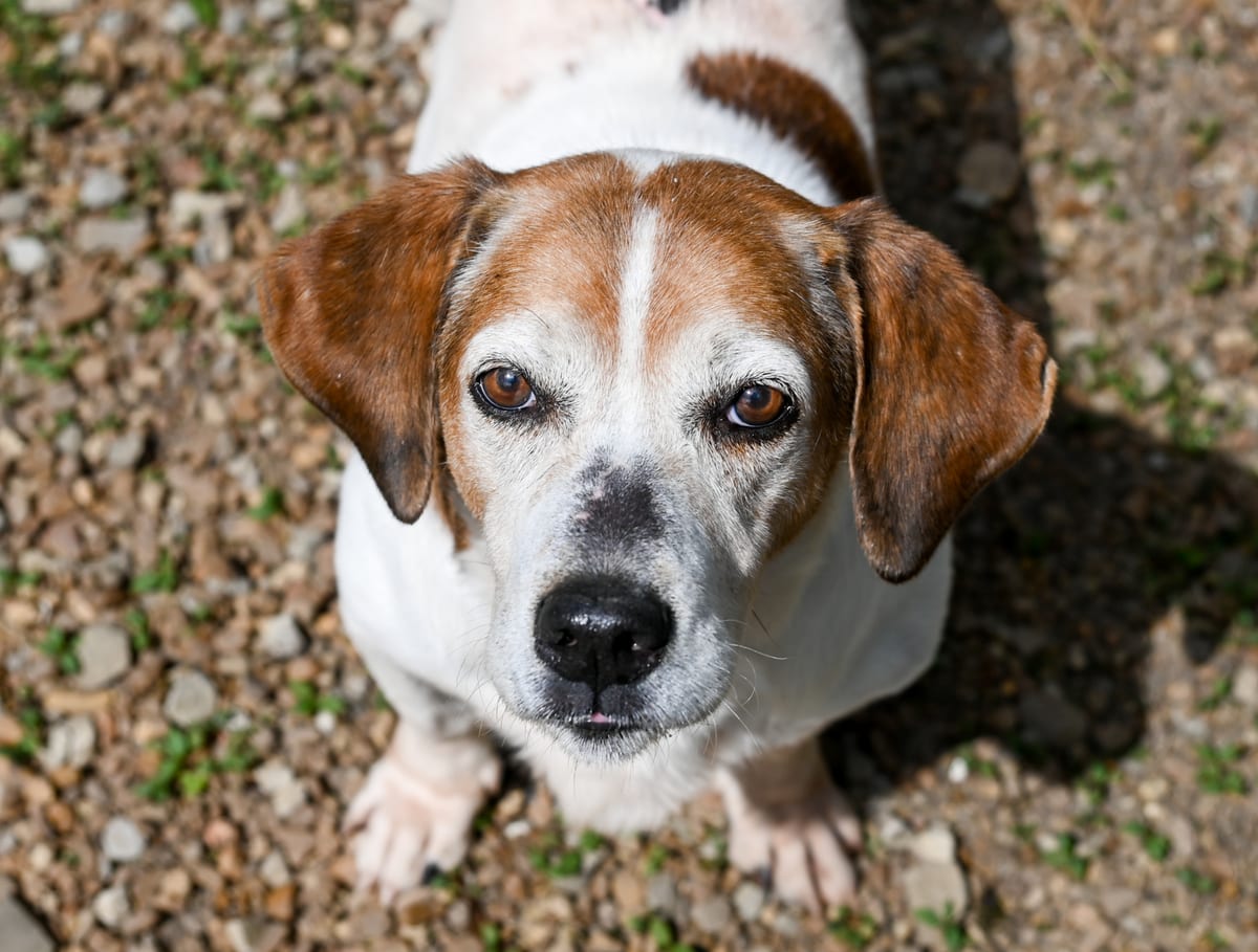 Sam Elliott aka Sammie, adoptable senior Basset Hound in Chattanooga, TN