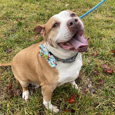 TAYLOR, adoptable senior Pit Bull Terrier in Greensbo, NC